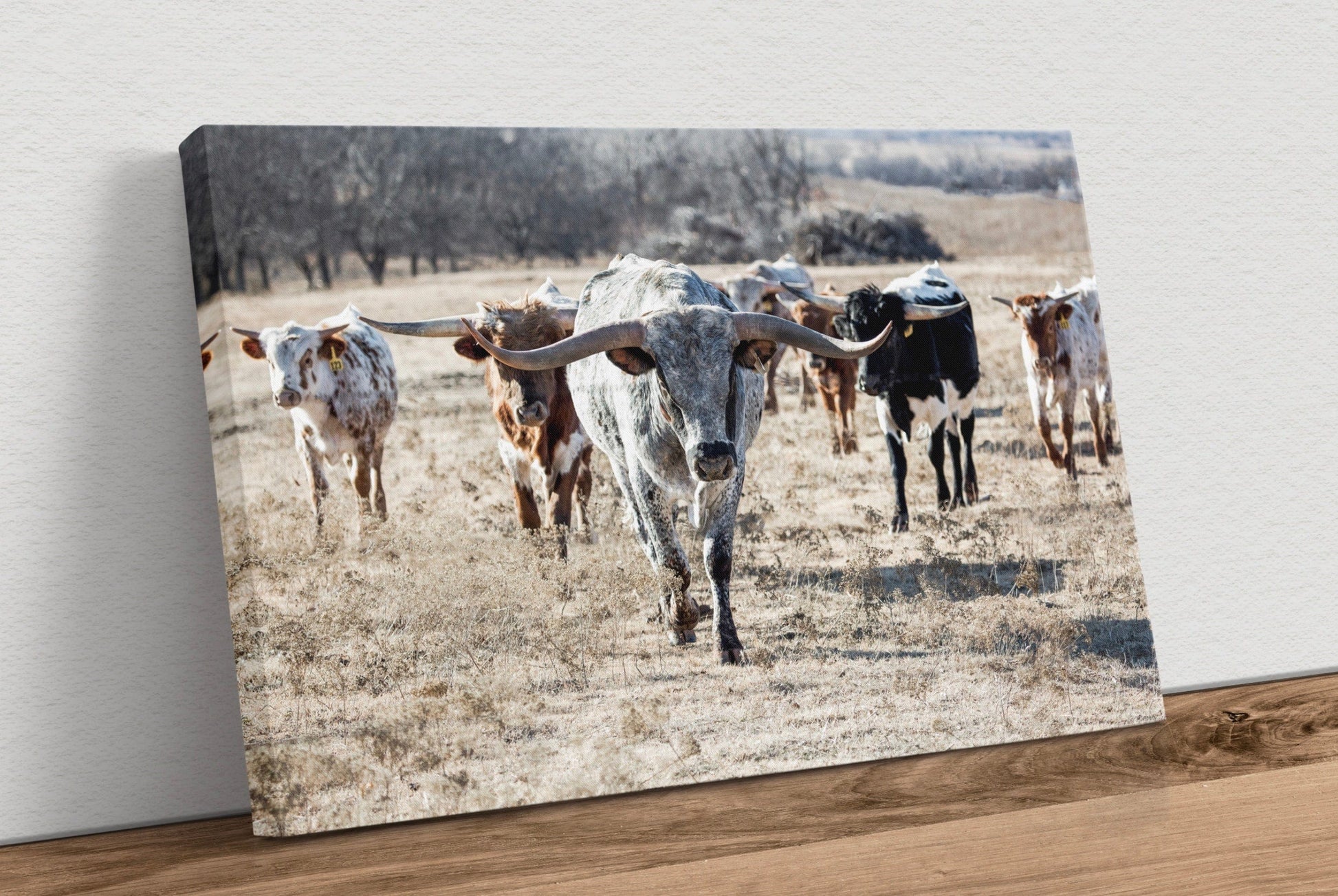 Texas Longhorn Bull Leading the Herd Canvas-Unframed / 12 x 18 Inches Wall Art Teri James Photography