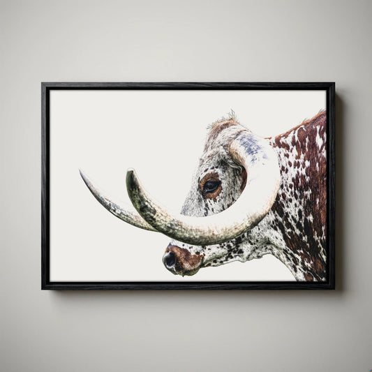 Texas Longhorn Canvas - Closeup Portrait