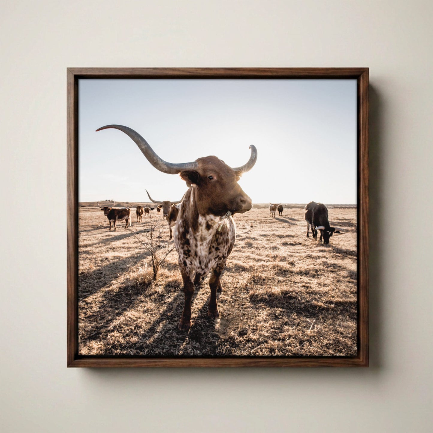 Texas Longhorn Canvas - Square Canvas Art