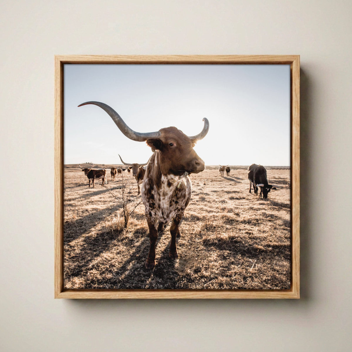 Texas Longhorn Canvas - Square Canvas Art Canvas-Natural Oak Float Frame / 16 x 16 Inches