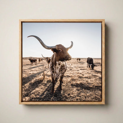Texas Longhorn Canvas - Square Canvas Art Canvas-Natural Oak Float Frame / 16 x 16 Inches