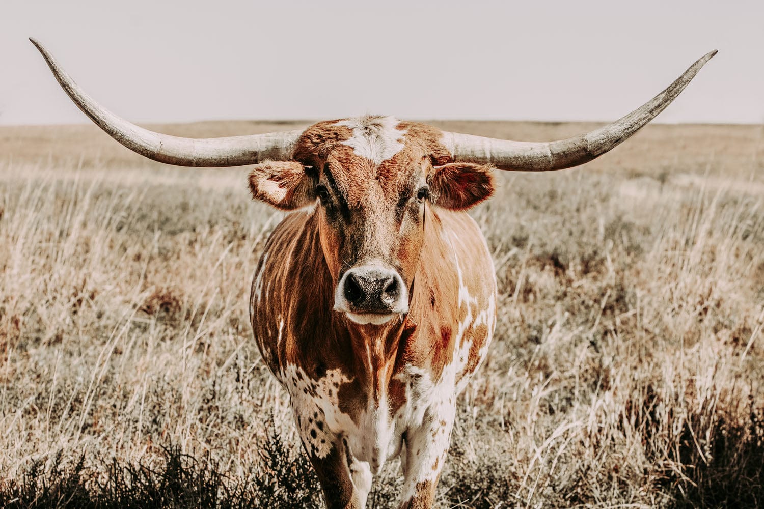 Texas Longhorn Canvas Wall Art Paper Photo Print / 12 x 18 Inches Wall Art Teri James Photography