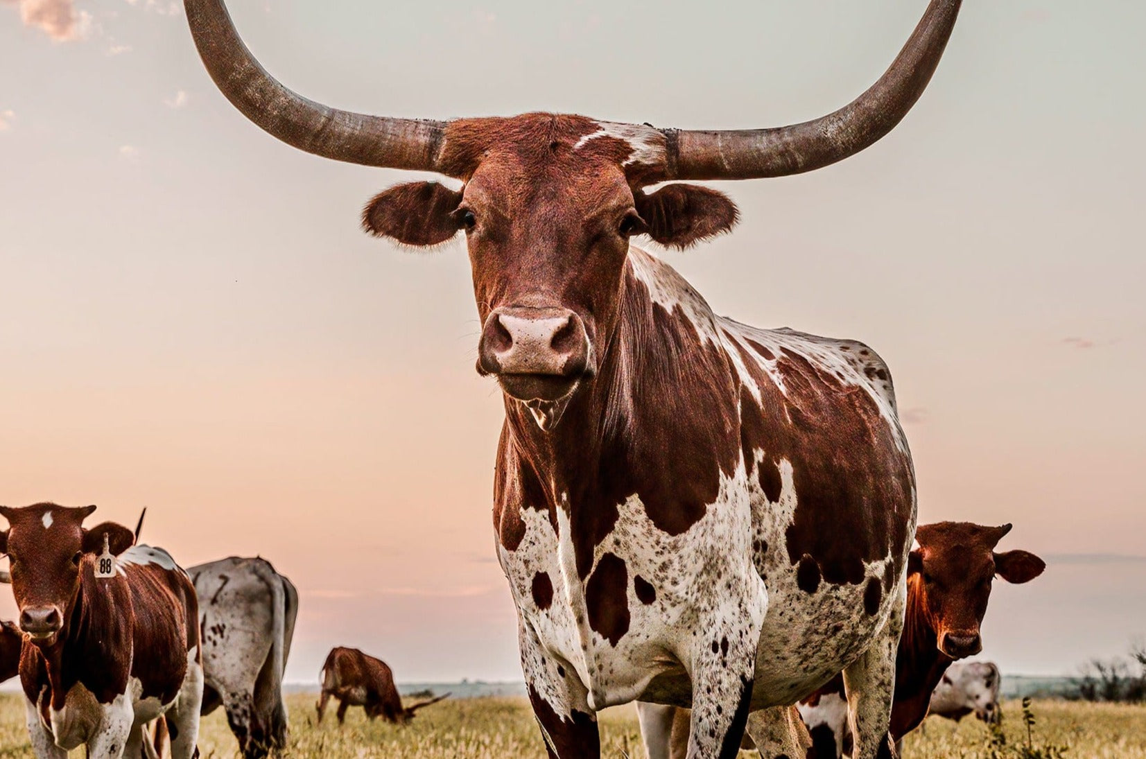 Texas Longhorn Cow Canvas Art Wall Art Teri James Photography