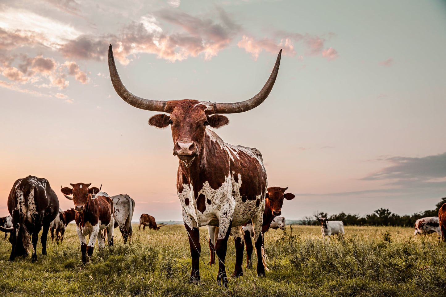 Texas Longhorn Cow Canvas Art Paper Photo Print / 12 x 18 Inches Wall Art Teri James Photography