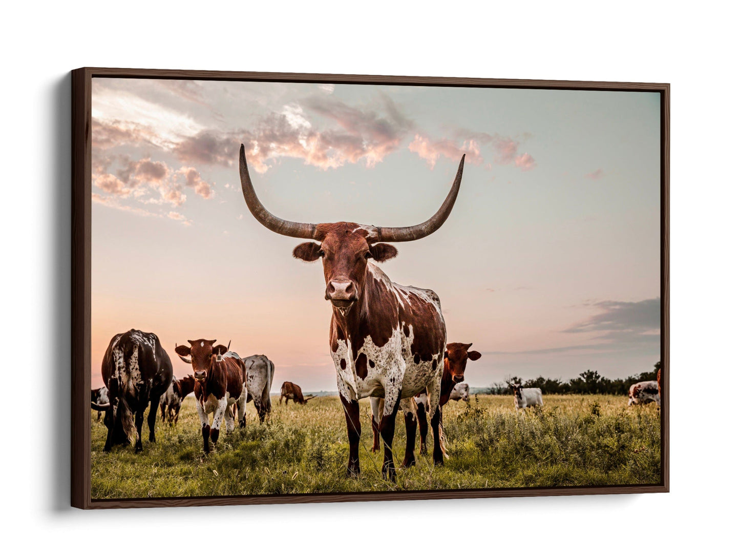 Texas Longhorn Cow Canvas Art Canvas-Walnut Frame / 12 x 18 Inches Wall Art Teri James Photography