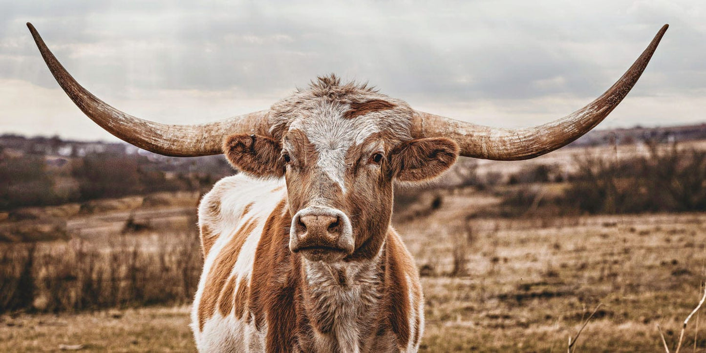 Texas Longhorn Panoramic Artwork - Large Canvas Print Paper Photo Print / 10 x 20 Inches Wall Art Teri James Photography