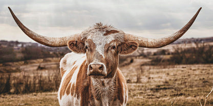 Texas Longhorn Panoramic Artwork - Large Canvas Print Paper Photo Print / 10 x 20 Inches Wall Art Teri James Photography