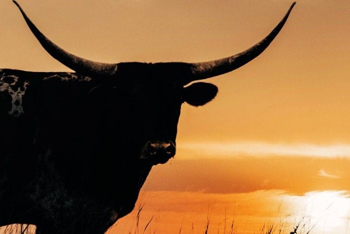 Texas Longhorn Sunset Canvas Print Wall Art Teri James Photography