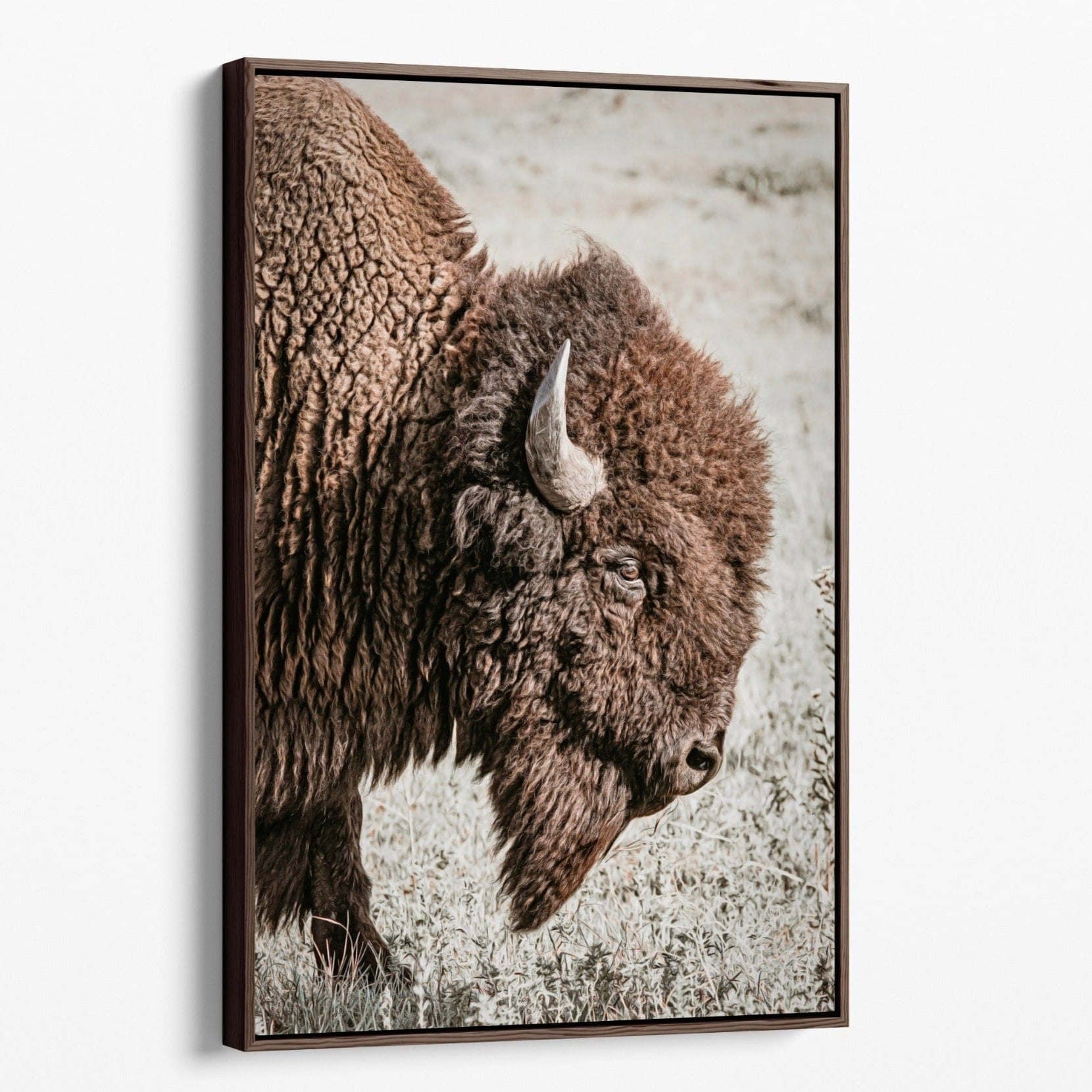 Vertical Bison Canvas Art Canvas-Walnut Frame / 12 x 18 Inches Wall Art Teri James Photography