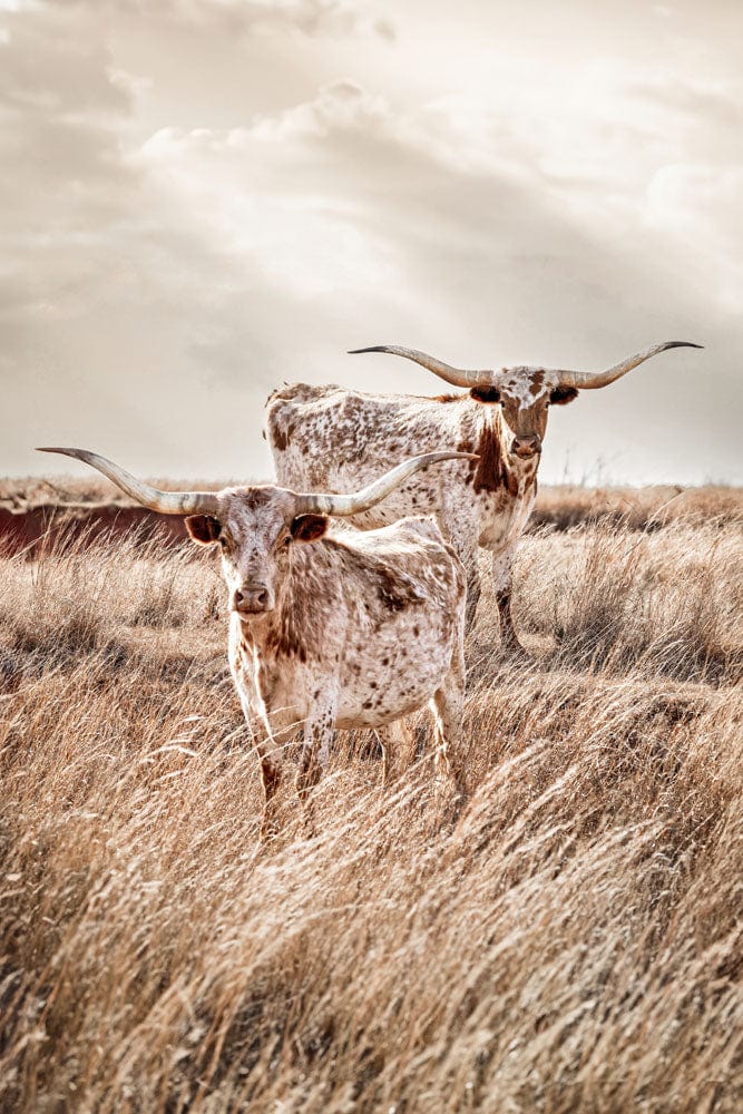 Vertical Longhorn Canvas Print Paper Photo Print / 12 x 18 Inches Wall Art Teri James Photography