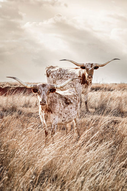 Vertical Longhorn Canvas Print Paper Photo Print / 12 x 18 Inches Wall Art Teri James Photography