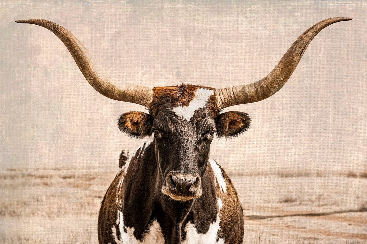 Vintage Texas Longhorn Wall Art - Rustic Western Photography Paper Photo Print / 12 x 18 Inches