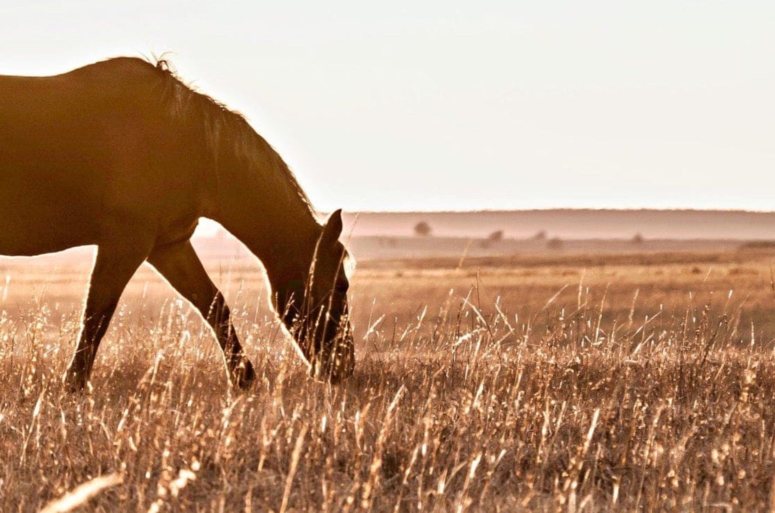 Western Bedroom Decor Horse Art Wall Art Teri James Photography