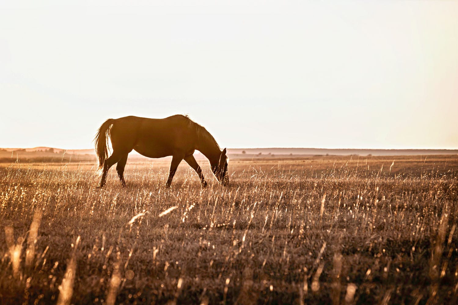 Western Bedroom Decor Horse Art Paper Photo Print / 12 x 18 Inches Wall Art Teri James Photography
