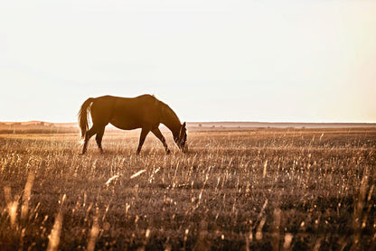 Western Bedroom Decor Horse Art Paper Photo Print / 12 x 18 Inches Wall Art Teri James Photography