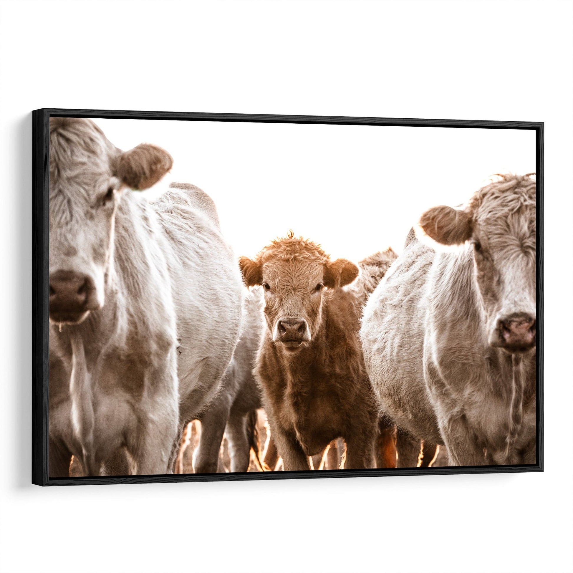 Western Cowboy Nursery Wall Art - Charolais Cows and Calf Canvas-Black Frame / 12 x 18 Inches Wall Art Teri James Photography