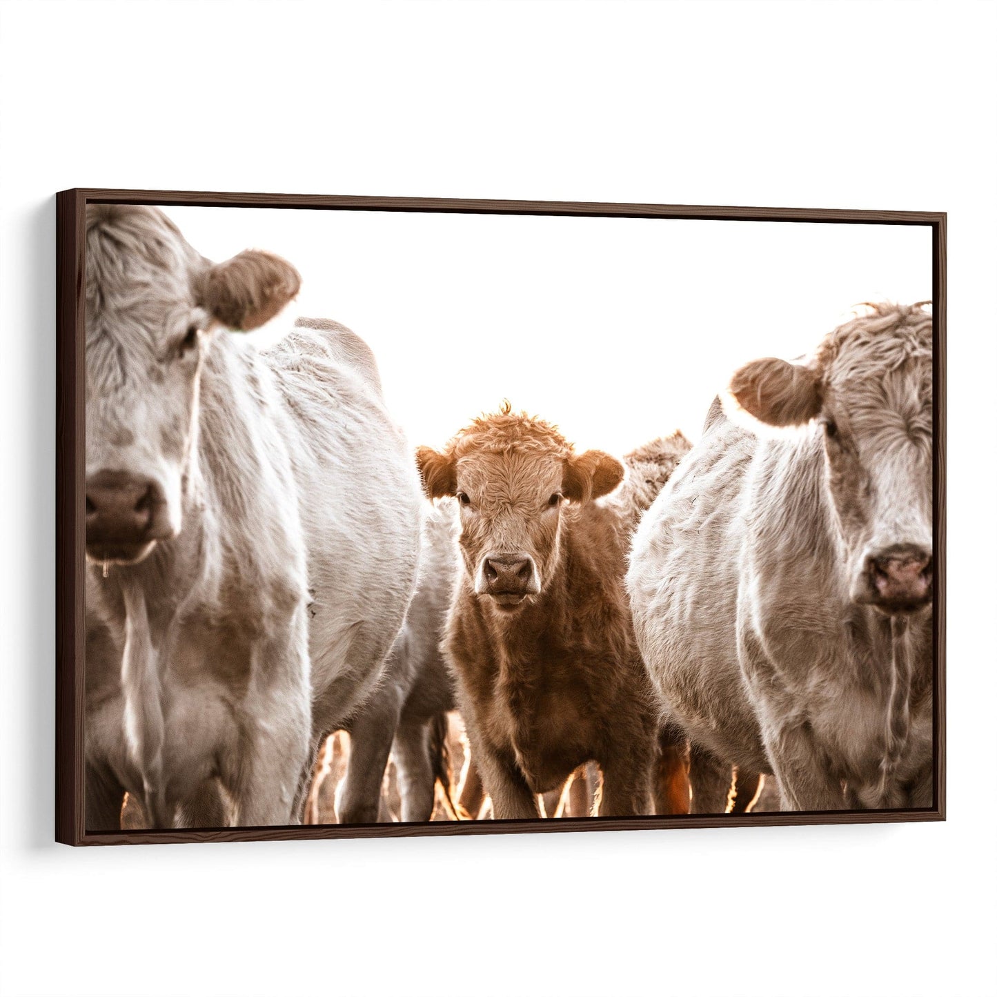 Western Cowboy Nursery Wall Art - Charolais Cows and Calf Canvas-Walnut Frame / 12 x 18 Inches Wall Art Teri James Photography