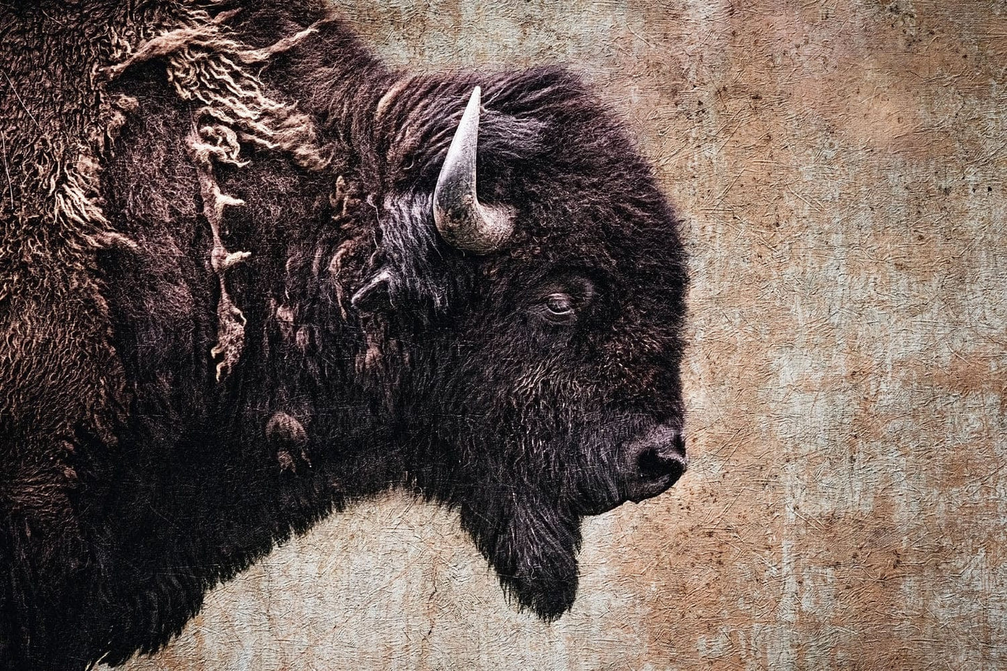 Western Decor Bison Painting Paper Photo Print / 12 x 18 Inches Wall Art Teri James Photography