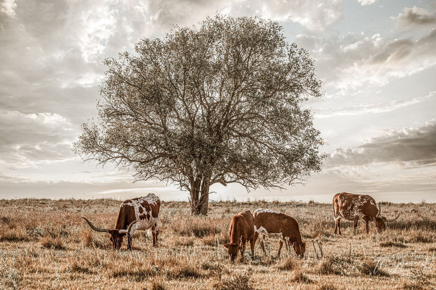 Western Landscape Art - Flint Hills Paper Photo Print / 12 x 18 Inches Wall Art Teri James Photography
