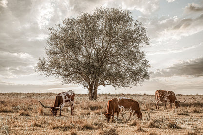 Western Landscape Art - Flint Hills Paper Photo Print / 12 x 18 Inches Wall Art Teri James Photography