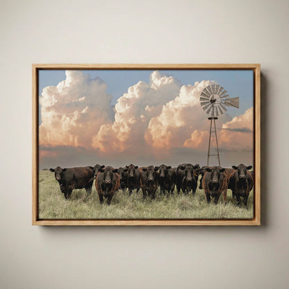 Western Landscape Art Print - Angus Cattle Canvas-Natural Oak Float Frame / 12 x 18 Inches