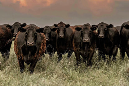 Western Landscape Art Print - Angus Cattle Wall Art Teri James Photography