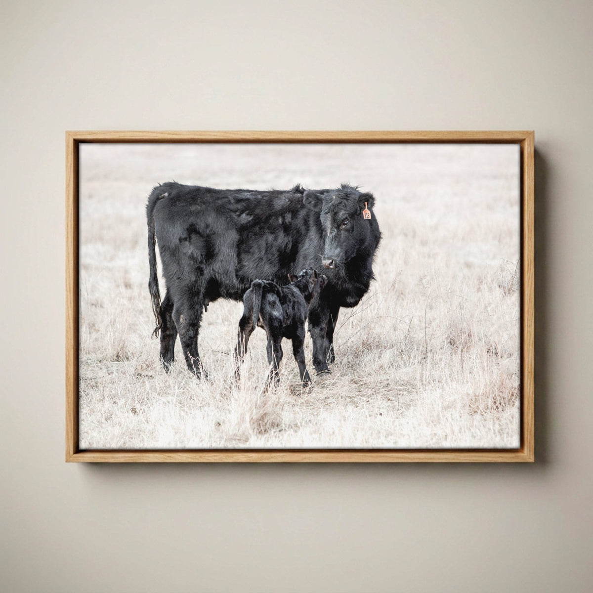 Western Nursery Wall Art - Black Angus Cow & Calf Canvas-Natural Oak Float Frame / 12 x 18 Inches