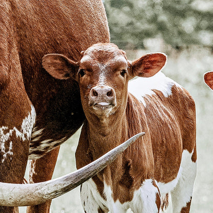 Western Nursery Wall Art for Twins Wall Art Teri James Photography