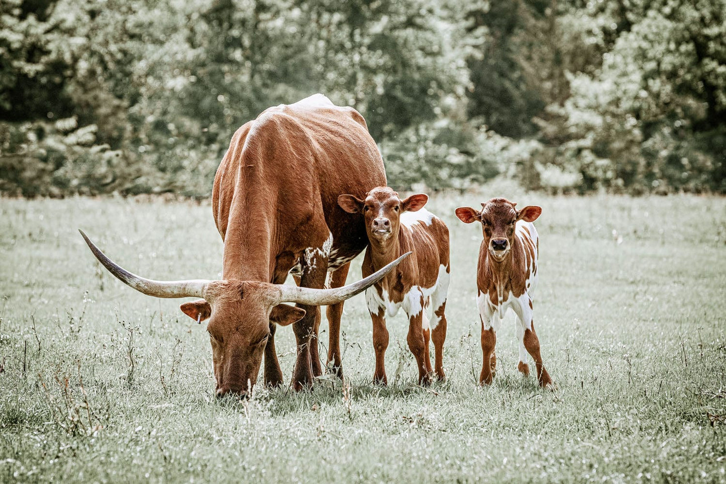 Western Nursery Wall Art for Twins Paper Photo Print / 12 x 18 Inches Wall Art Teri James Photography