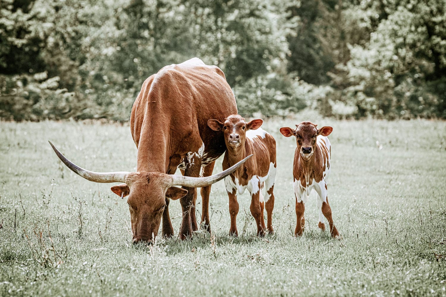 Western Nursery Wall Art for Twins Paper Photo Print / 12 x 18 Inches Wall Art Teri James Photography