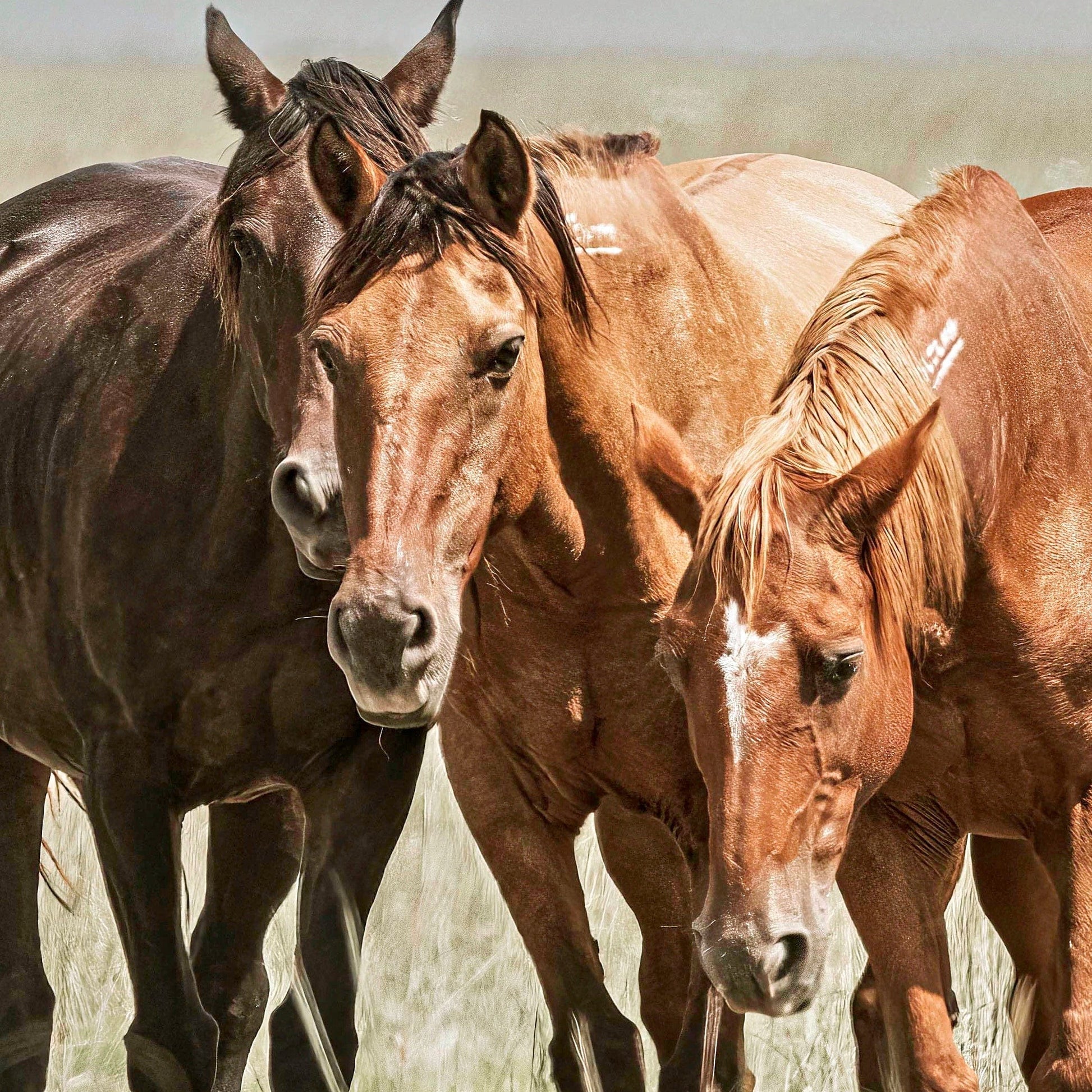 Western Wall Art Wild Horses on the Osage Wall Art Teri James Photography