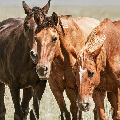 Western Wall Art Wild Horses on the Osage Wall Art Teri James Photography