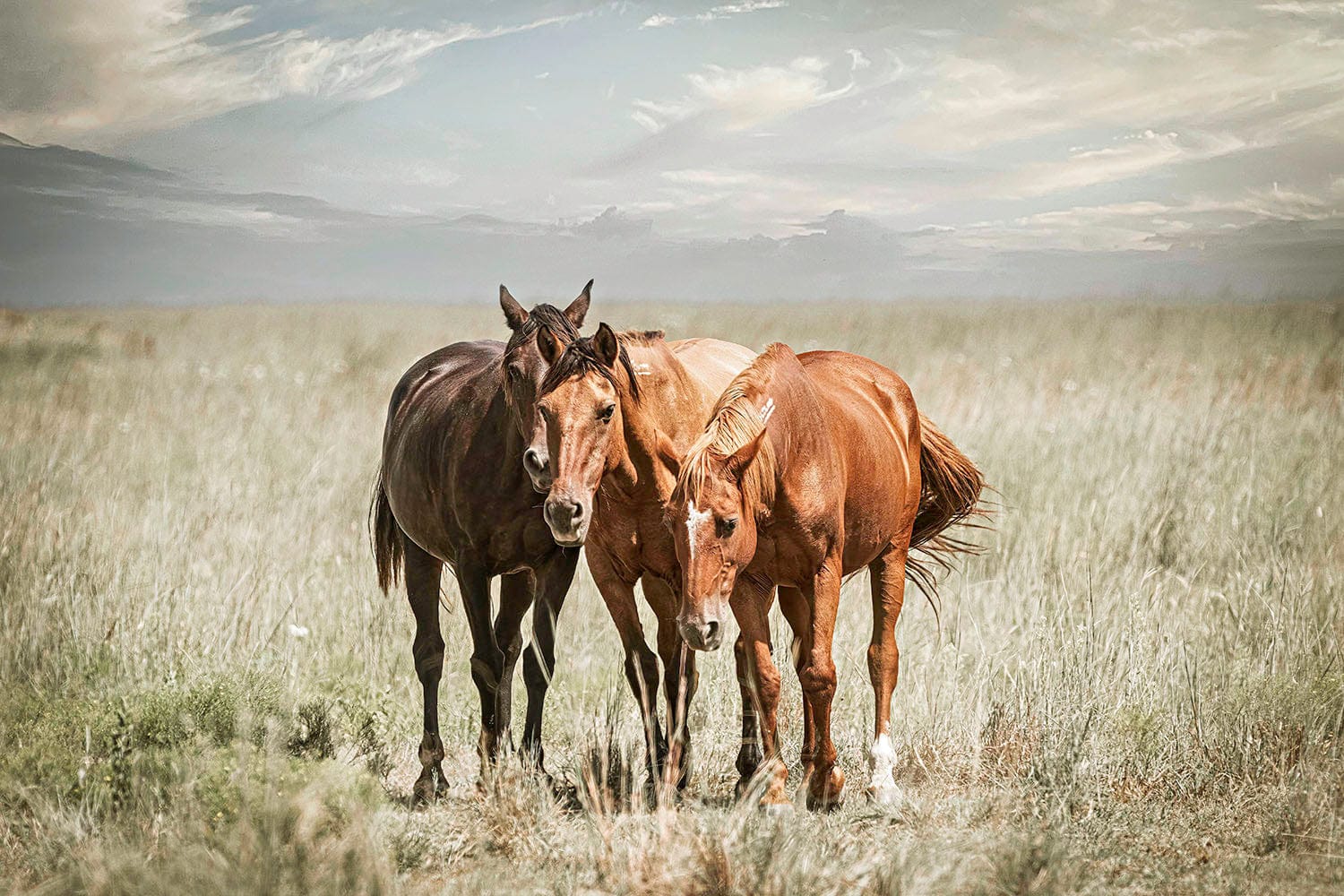 Western Wall Art Wild Horses on the Osage Paper Photo Print / 12 x 18 Inches Wall Art Teri James Photography