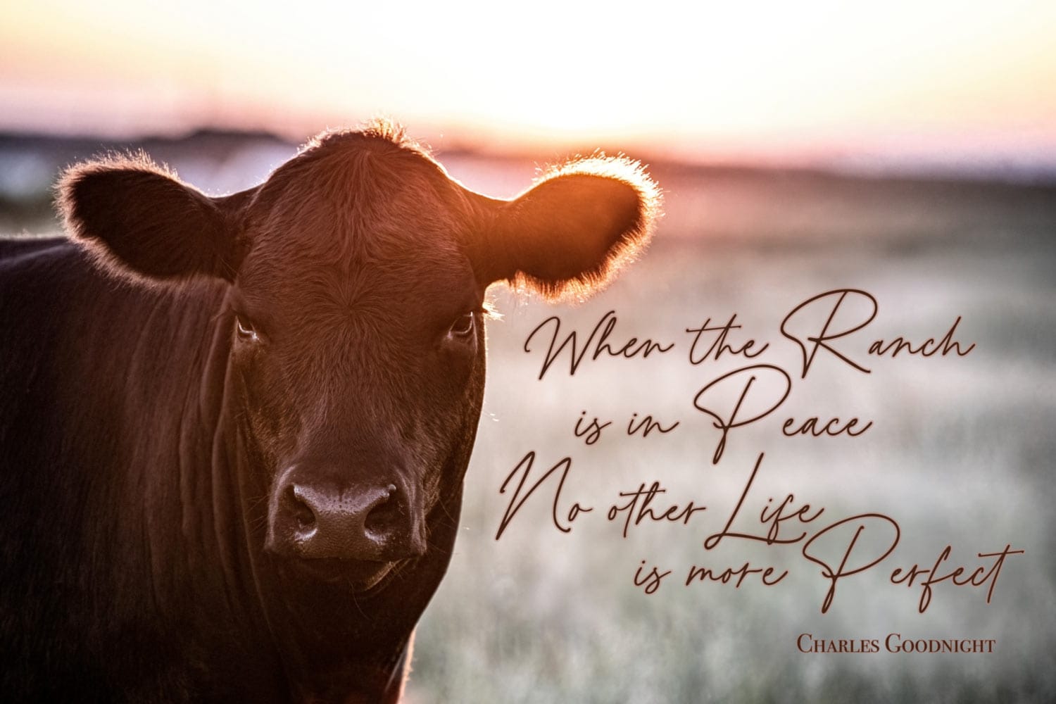 When the Ranch Is in Peace | Black Angus Inspirational Canvas Print Mounted Photo Print / 12 x 18 Inches