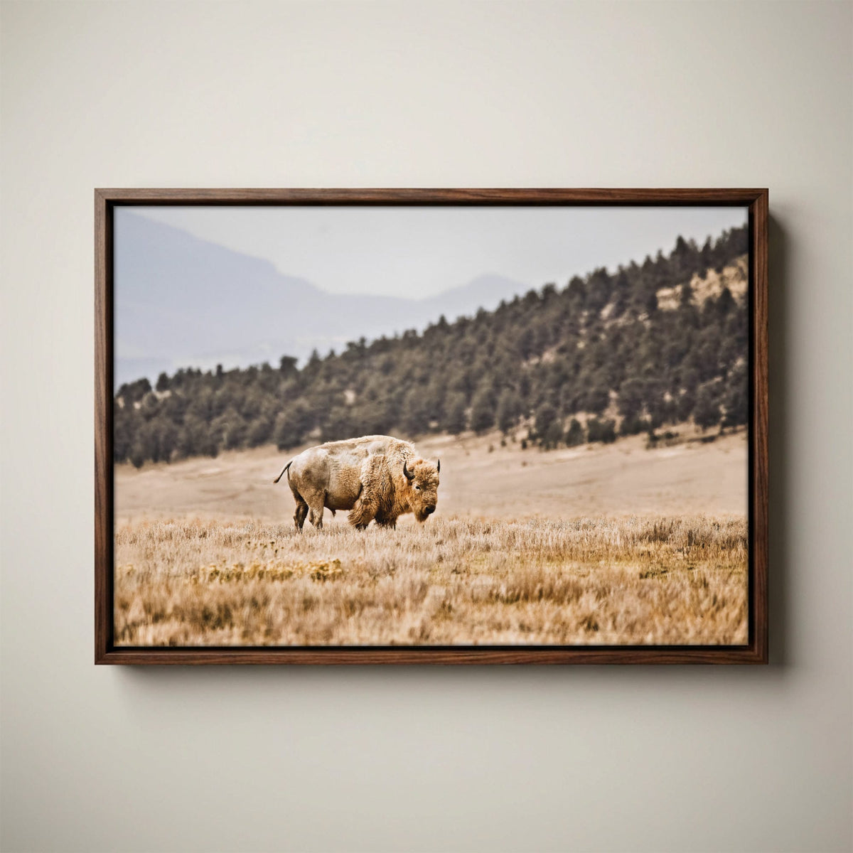 White Buffalo Art – Buffalo Canvas Print