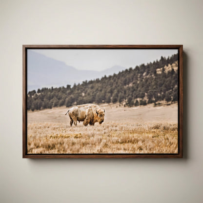 White Buffalo Art – Buffalo Canvas Print