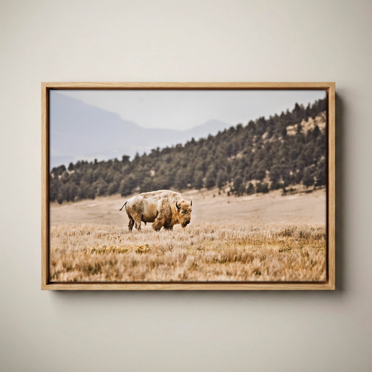 White Buffalo Art – Buffalo Canvas Print Canvas-Natural Oak Float Frame / 12 x 18 Inches