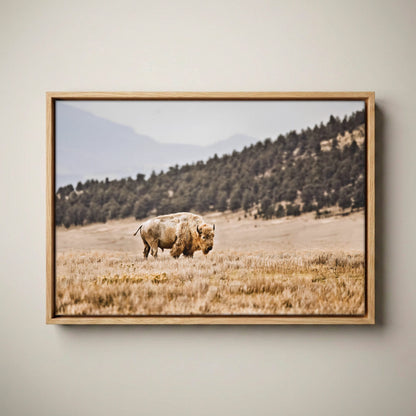 White Buffalo Art – Buffalo Canvas Print Canvas-Natural Oak Float Frame / 12 x 18 Inches