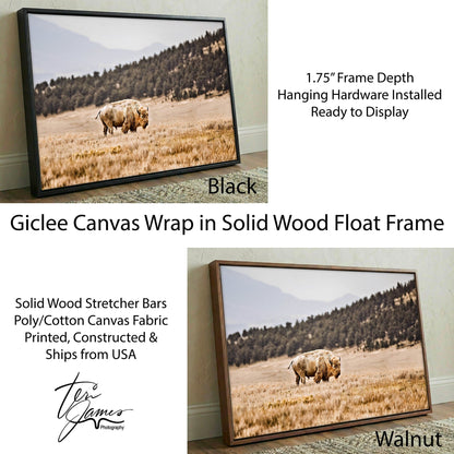 White Buffalo Art – Buffalo Canvas Print | Wildlife Wall Decor Canvas-Black Frame / 12 x 18 Inches Wall Art Teri James Photography