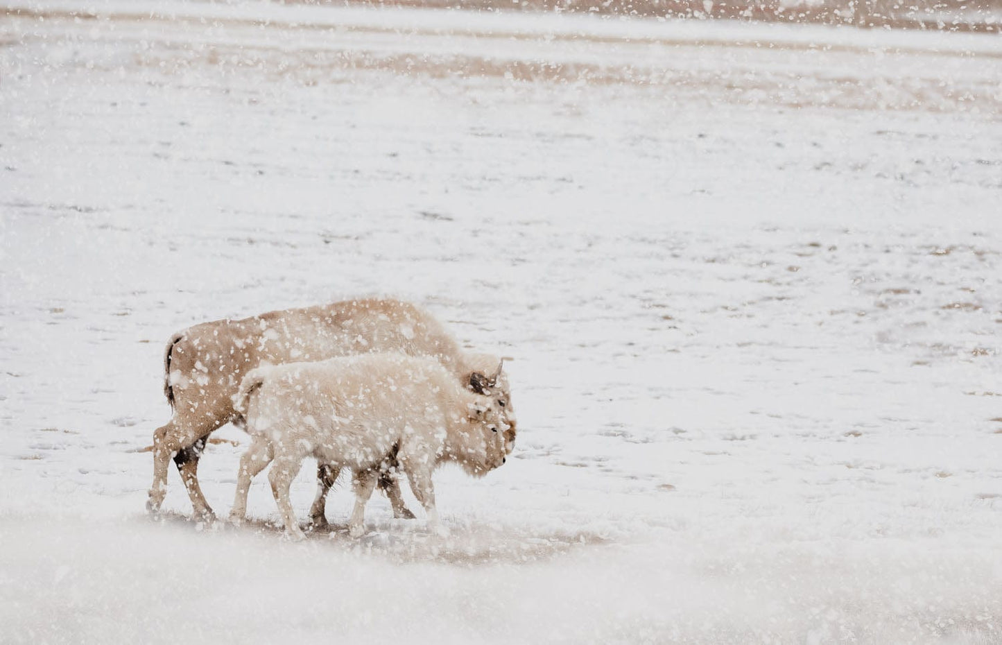 White Buffalo Cow and Calf Paper Photo Print / 12 x 18 Inches Wall Art Teri James Photography