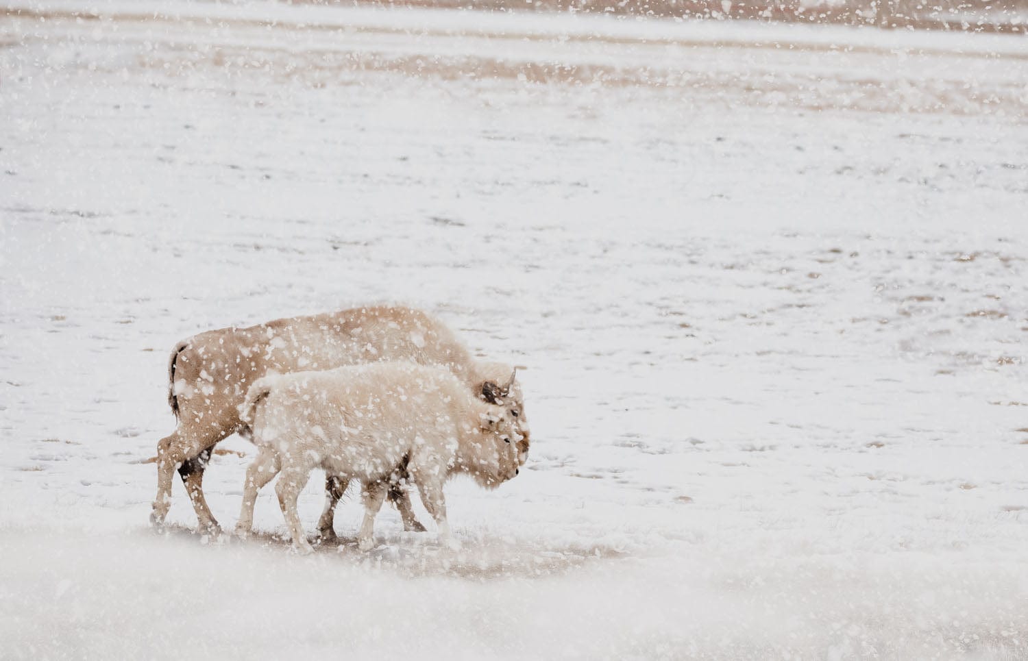 White Buffalo Cow and Calf Paper Photo Print / 12 x 18 Inches Wall Art Teri James Photography