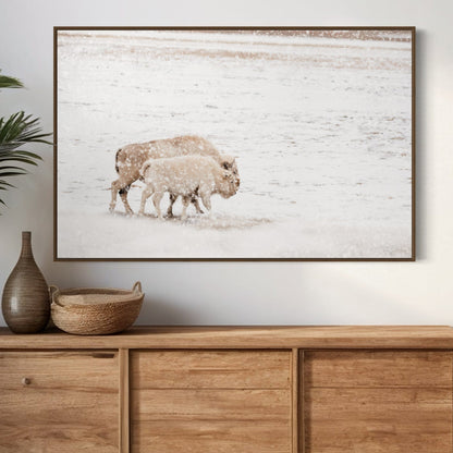 White Buffalo Cow and Calf Wall Art Teri James Photography