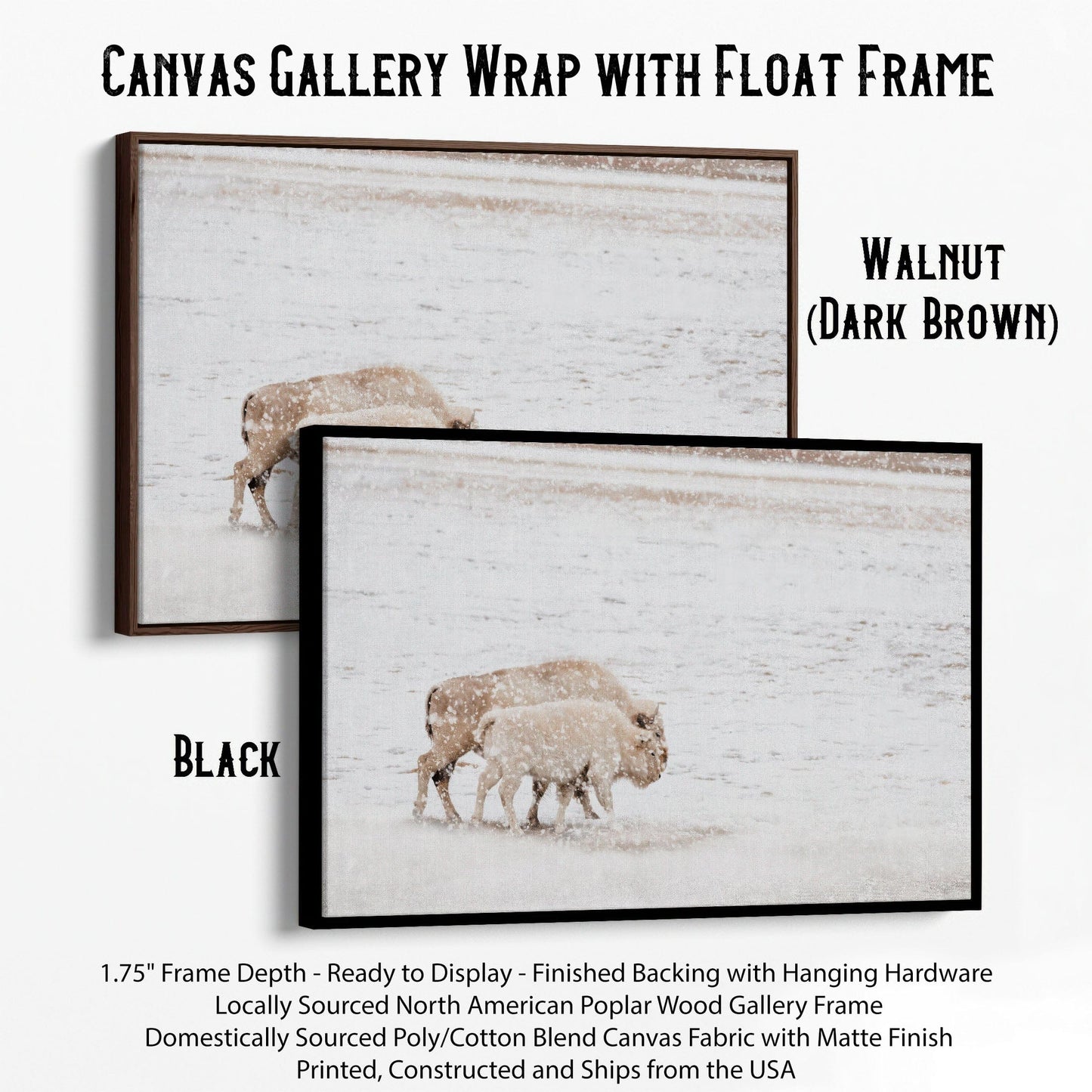 White Buffalo Cow and Calf Canvas-Black Frame / 12 x 18 Inches Wall Art Teri James Photography
