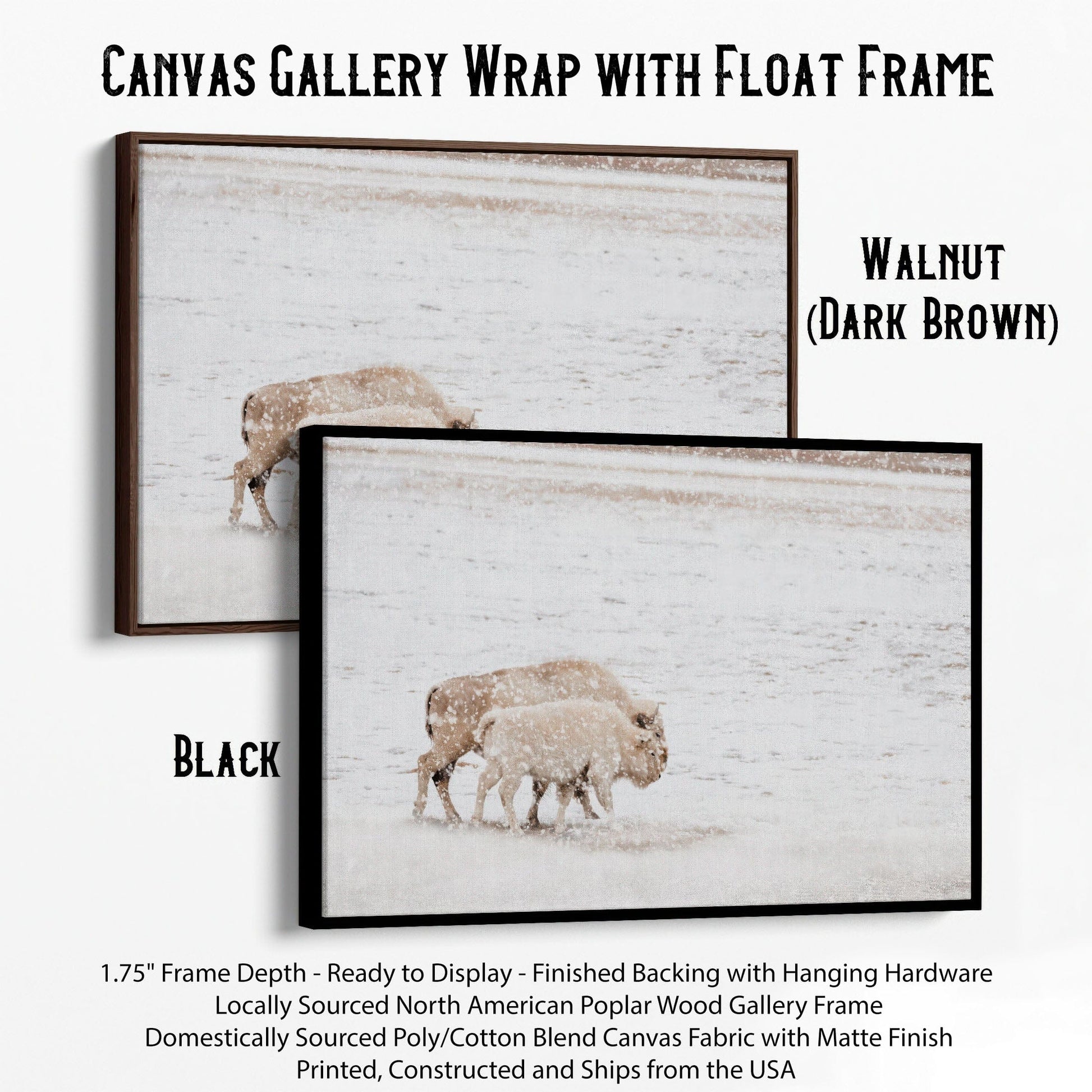 White Buffalo Cow and Calf Canvas-Black Frame / 12 x 18 Inches Wall Art Teri James Photography