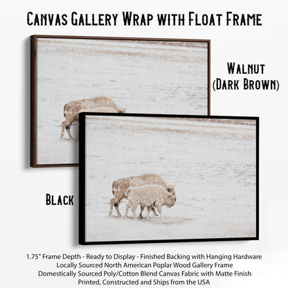 White Buffalo Cow and Calf Canvas-Black Frame / 12 x 18 Inches Wall Art Teri James Photography