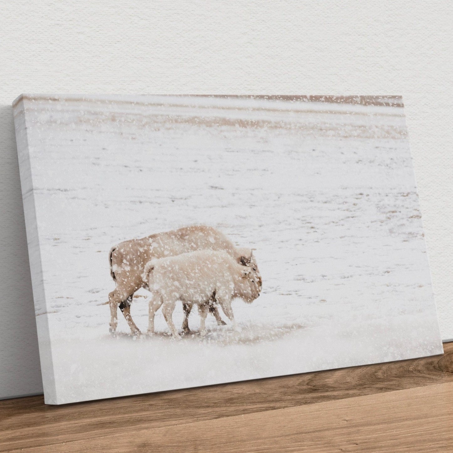 White Buffalo Cow and Calf Canvas-Unframed / 12 x 18 Inches Wall Art Teri James Photography