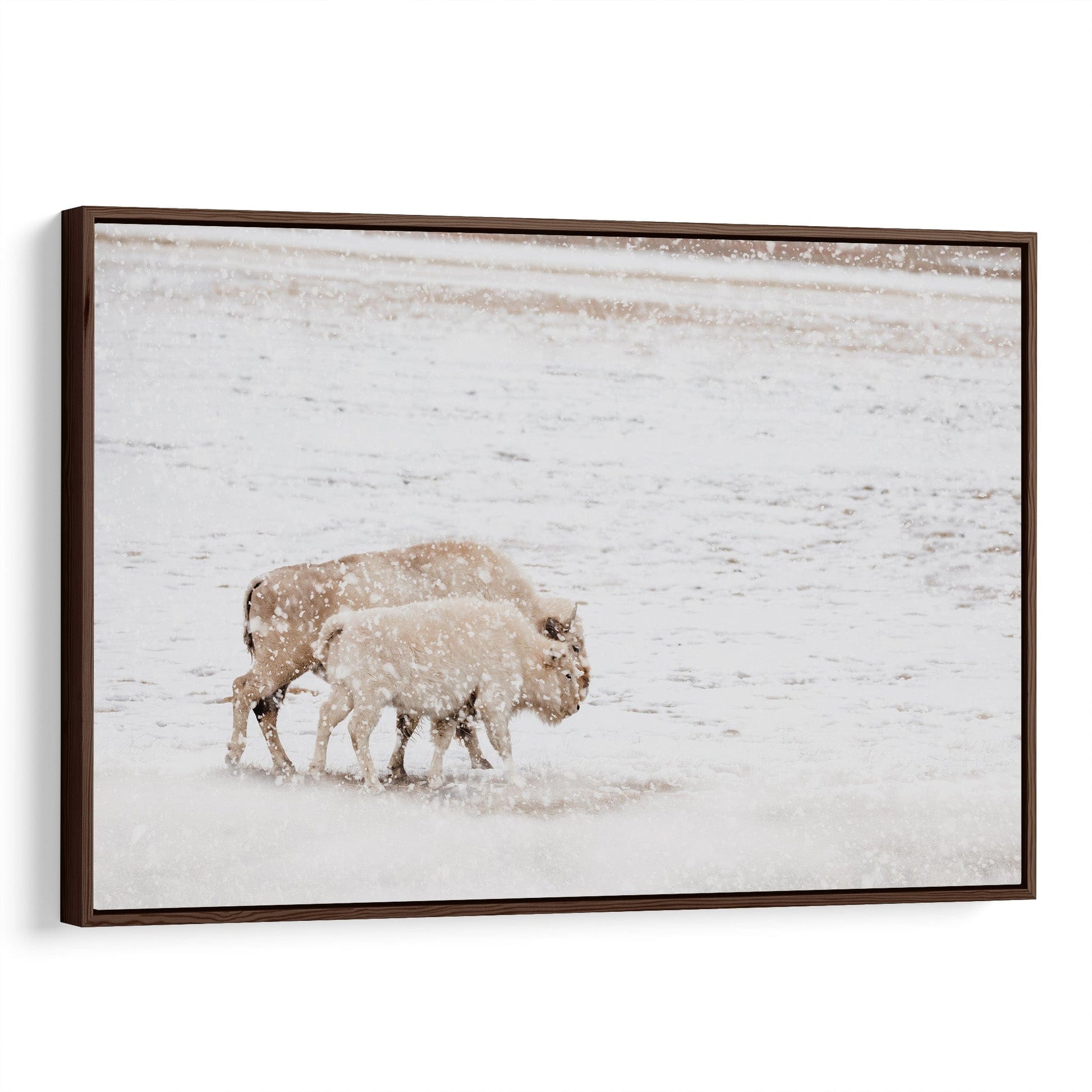 White Buffalo Cow and Calf Canvas-Walnut Frame / 12 x 18 Inches Wall Art Teri James Photography