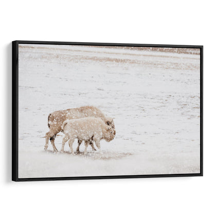 White Buffalo Cow and Calf Canvas-Black Frame / 12 x 18 Inches Wall Art Teri James Photography