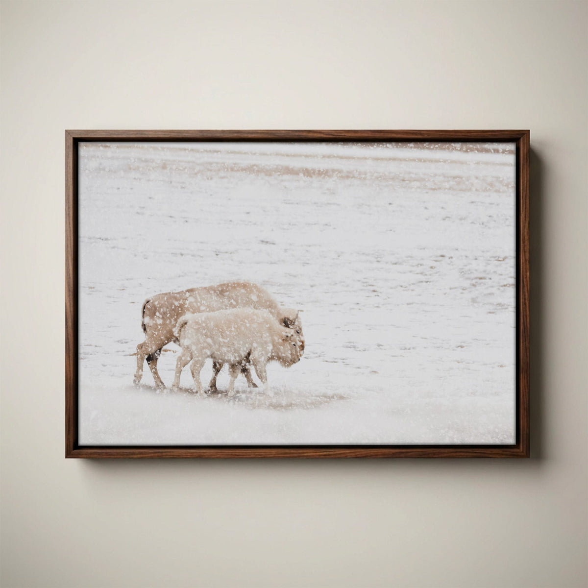 White Buffalo Wall Art - Buffalo Canvas Print
