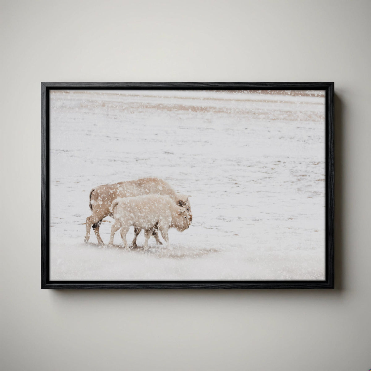 White Buffalo Wall Art - Buffalo Canvas Print